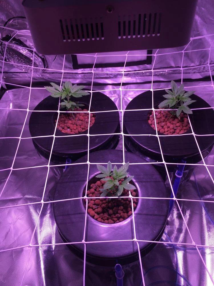 Day 23 from seed   middle of veg week 1jpg