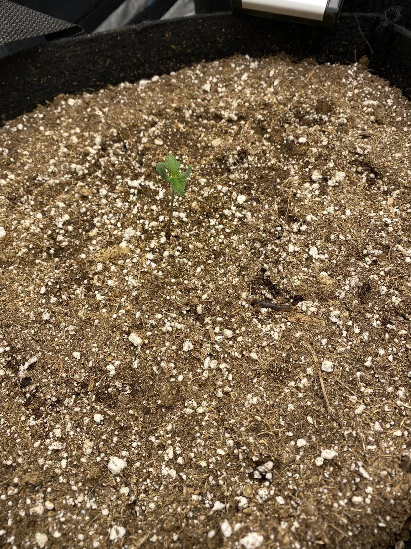 Day 6 auto problem or normal 3