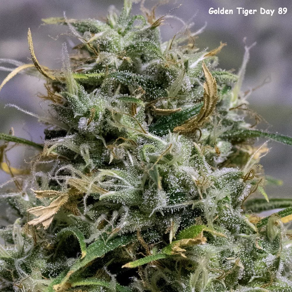 Day 89 Golden Tiger bud Crop 30 May 23
