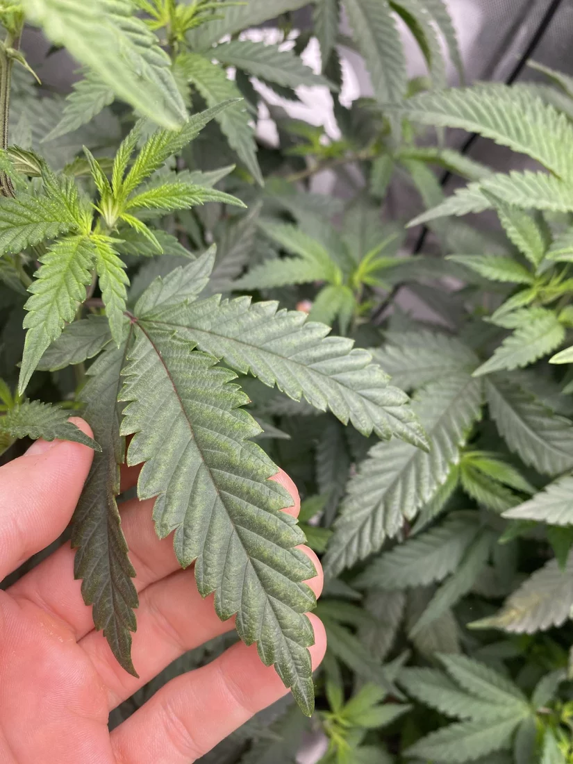 Deficiency and toxicity i am unsure   first timer 3