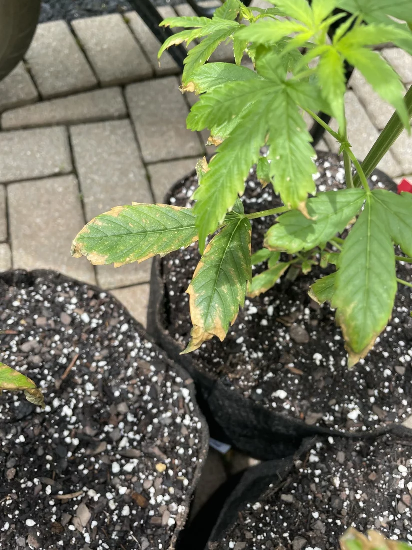 Deficiency low ph too much heat 2