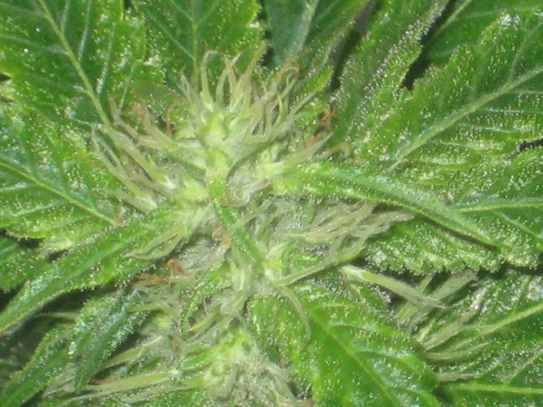 Dh1 day28f a