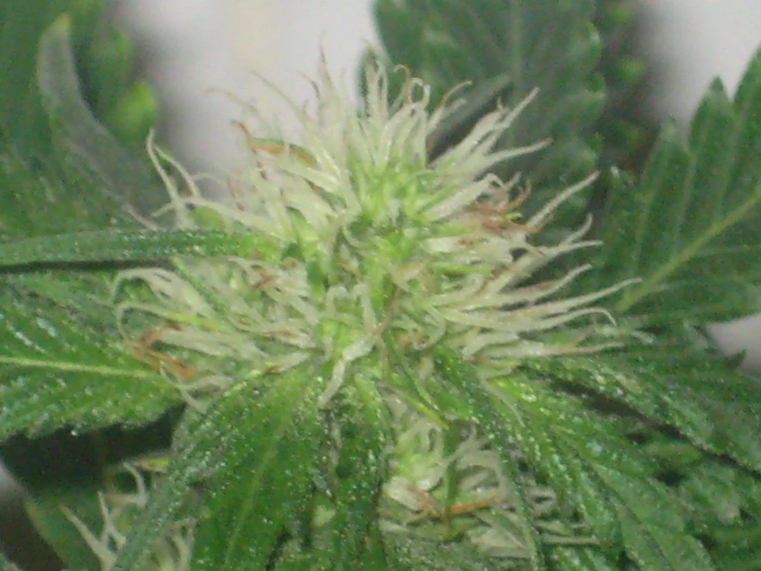 Dh4 day28f a