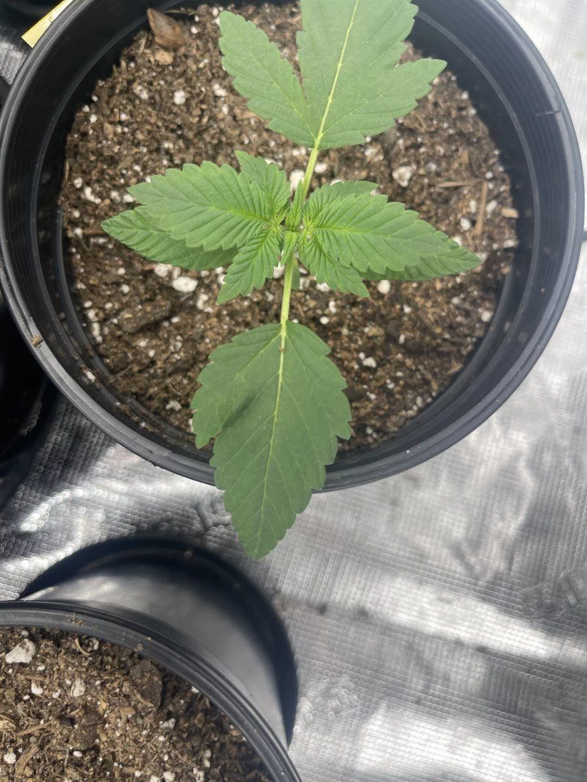 Discoloration and small holes on edge of fan leaves 13