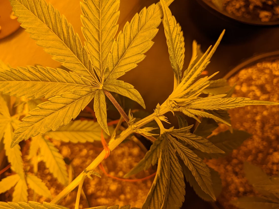 Do i have male plants first time grow