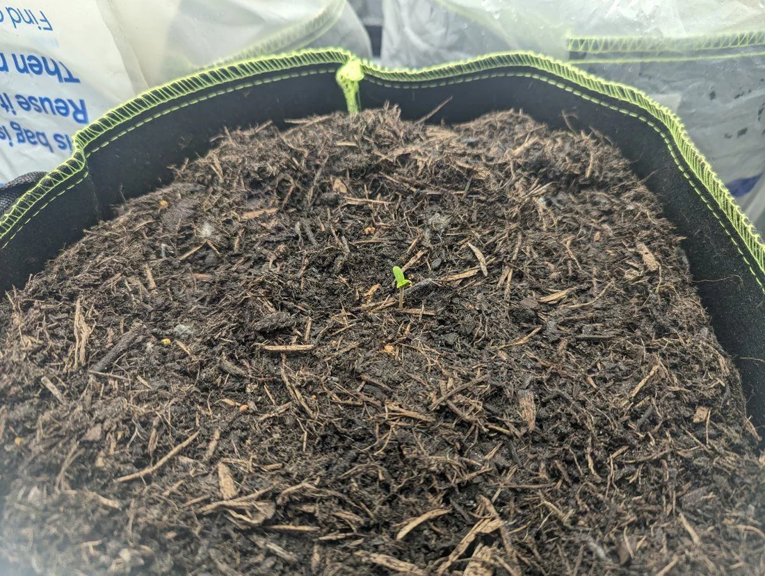 Documenting my first grow   hop on board 3