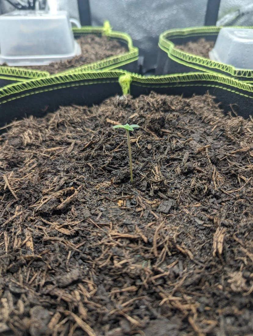 Documenting my first grow   hop on board 4