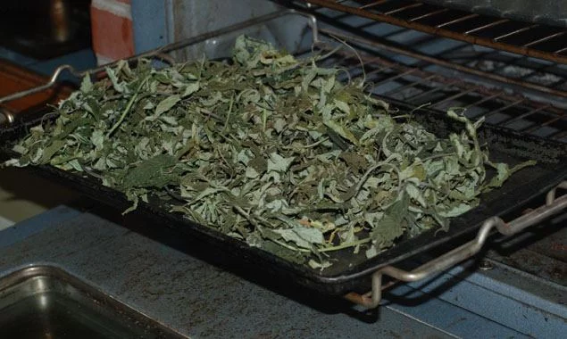 Drying leaf 1 1