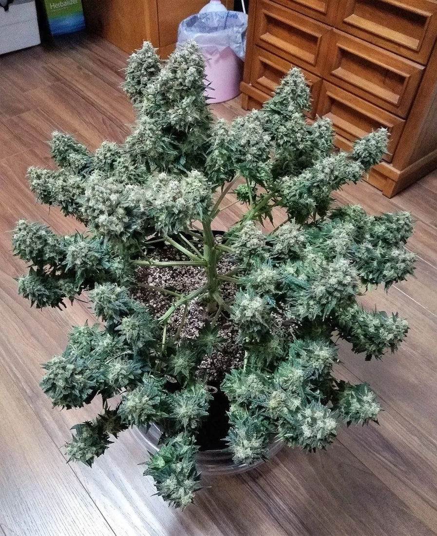 Drying pot in the pot