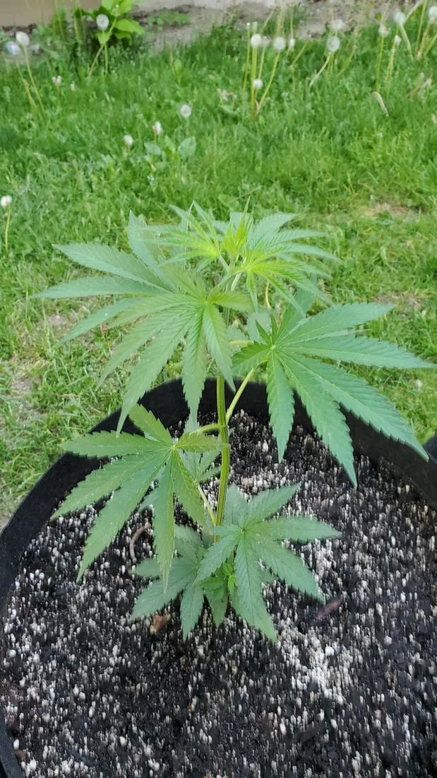 Encouraging lateral growth   topping  lst and 2