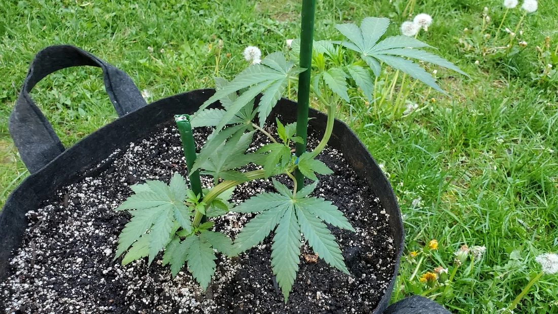 Encouraging lateral growth   topping  lst and