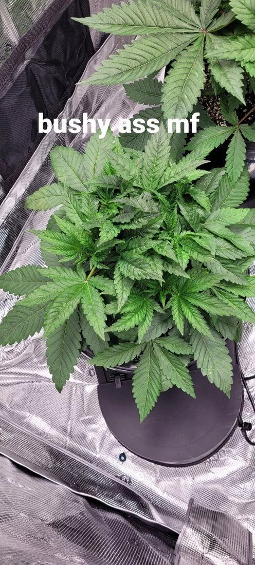 Extremely tight nodes very busy plant