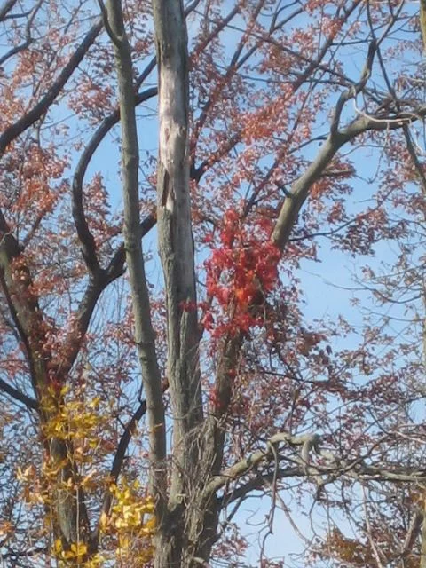 Fall colors 12