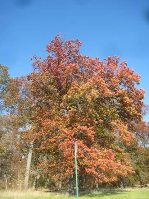 Fall colors 2