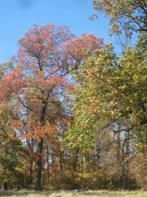 Fall colors 3
