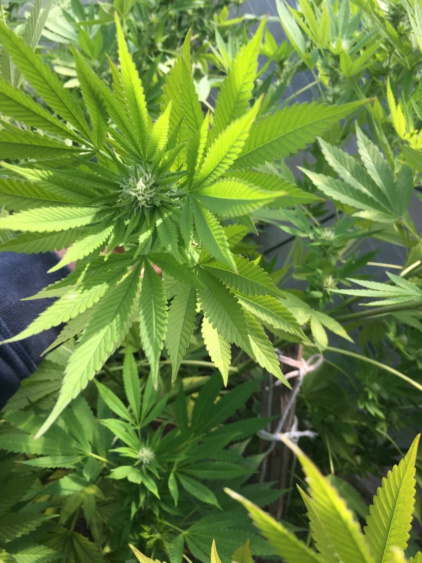 Fast early yellowing and leaves pointing uphelp please 5