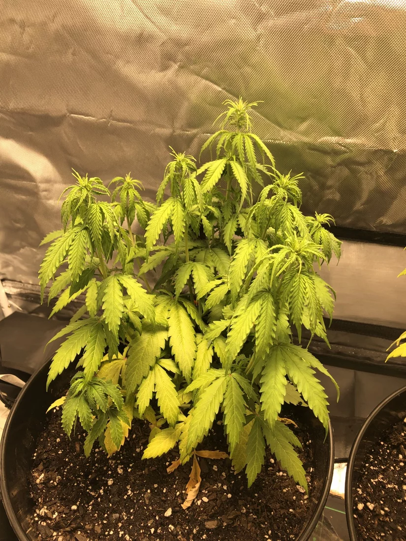 First auto grownot so hot 4