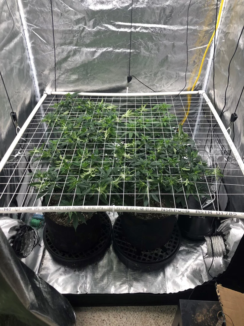 First day SCROG