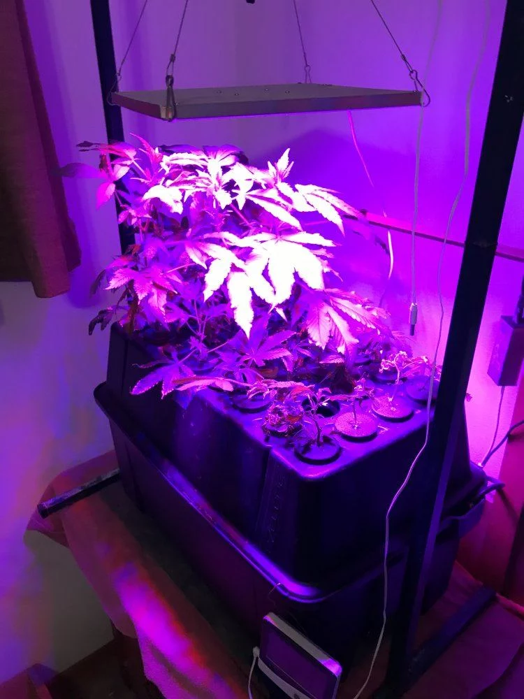First experience cloning with led 4