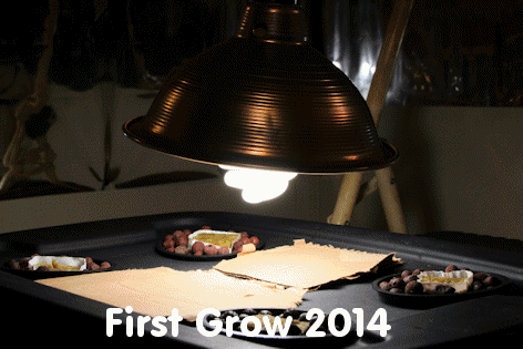 First Grow 2014