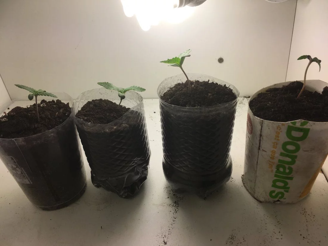 First grow 3