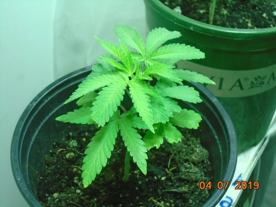 First grow 7