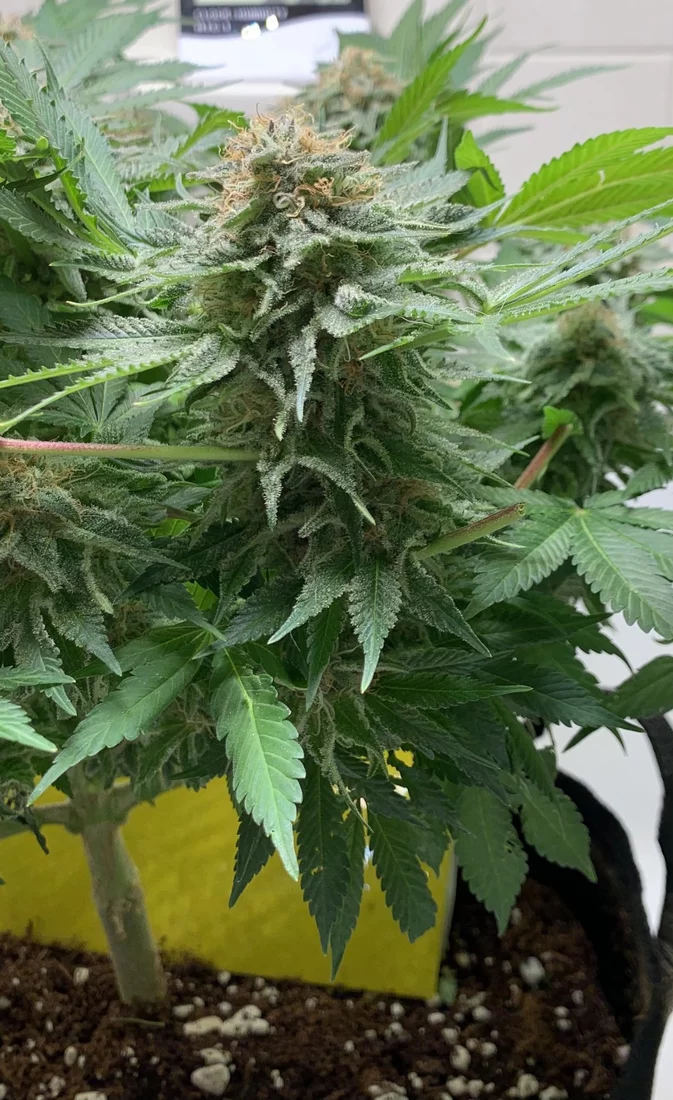 First grow   day 49f   nirvana blue dream   close to harvest 2