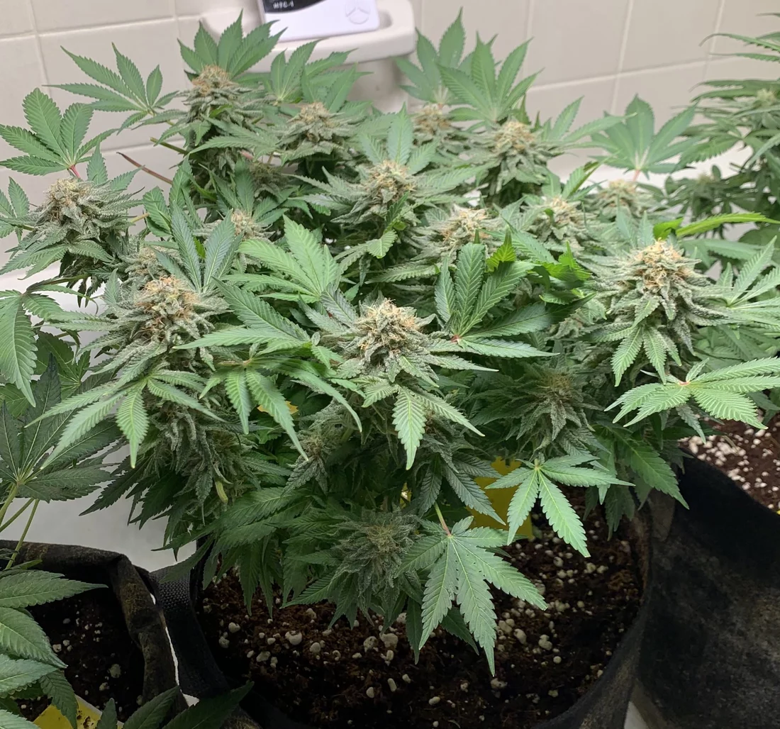 First grow   day 49f   nirvana blue dream   close to harvest