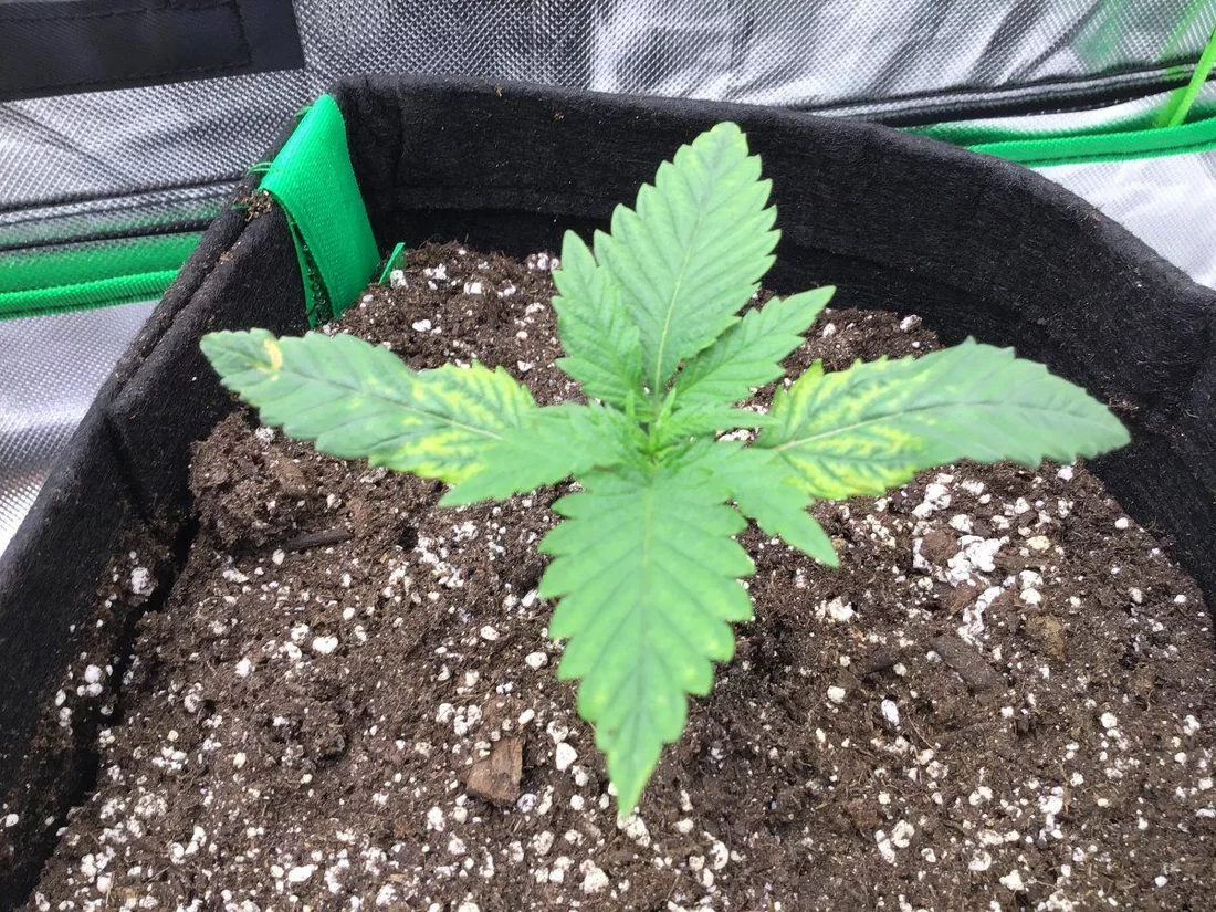 First grow   did i diagnose correctly 4