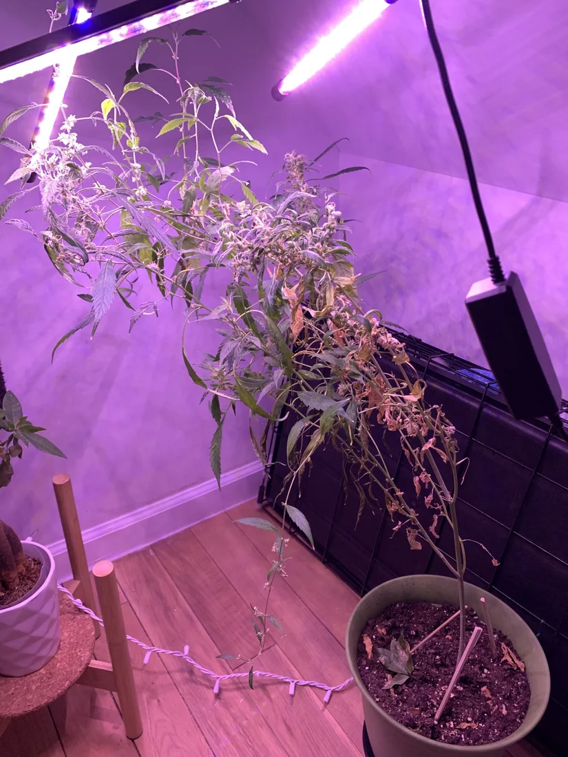 First grow ever   pls help me diagnose