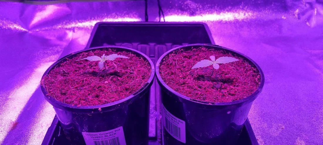 First grow first post growing jagg kush in coco