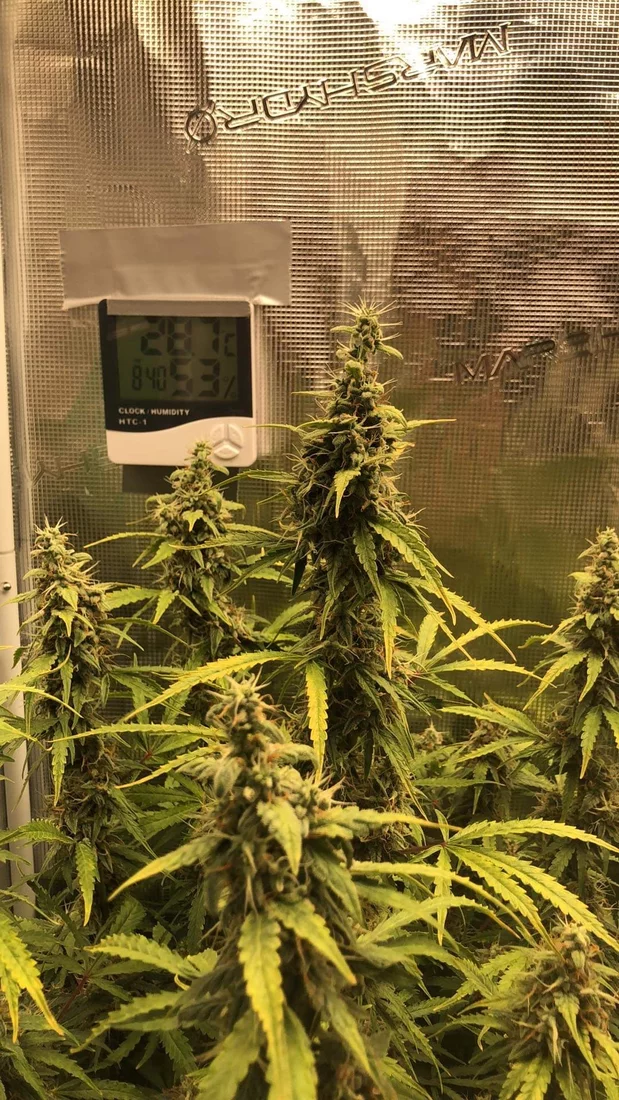 First grow has this auto hermied