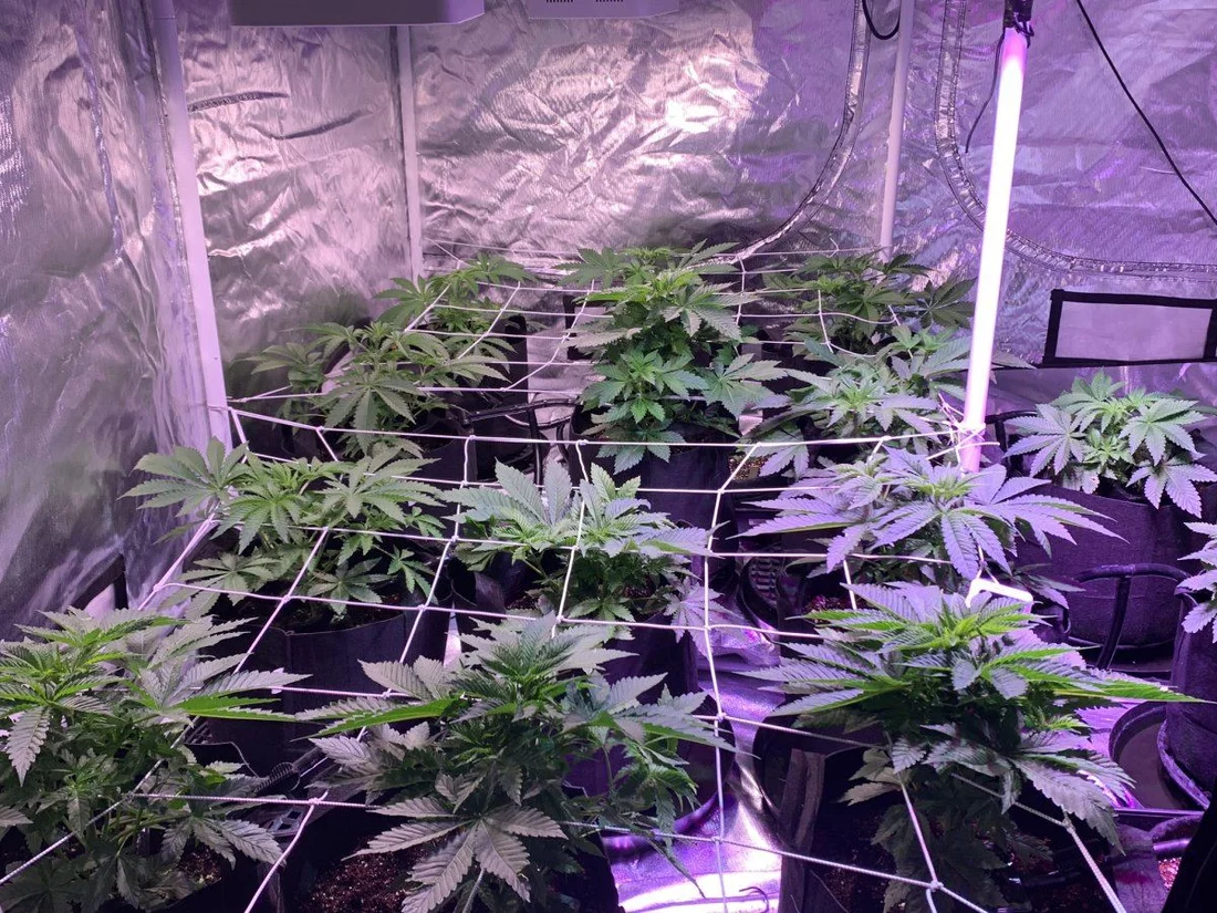First grow   how does it look 7