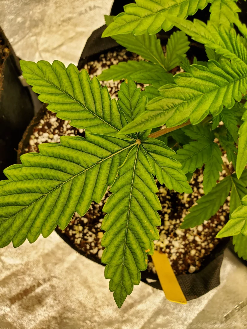 First grow in coco couple leaf issues 3