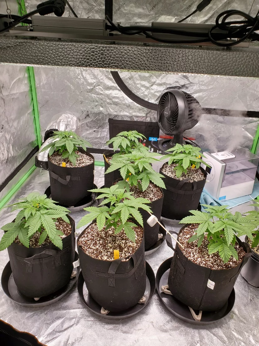 First grow in coco couple leaf issues 5