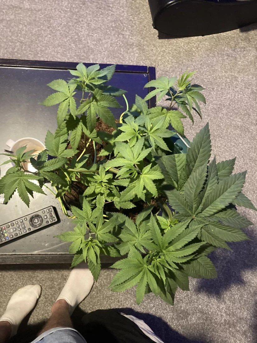 First grow kind of problems 2