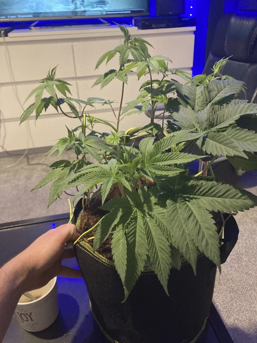 First grow kind of problems