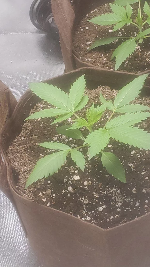 First grow looking for input