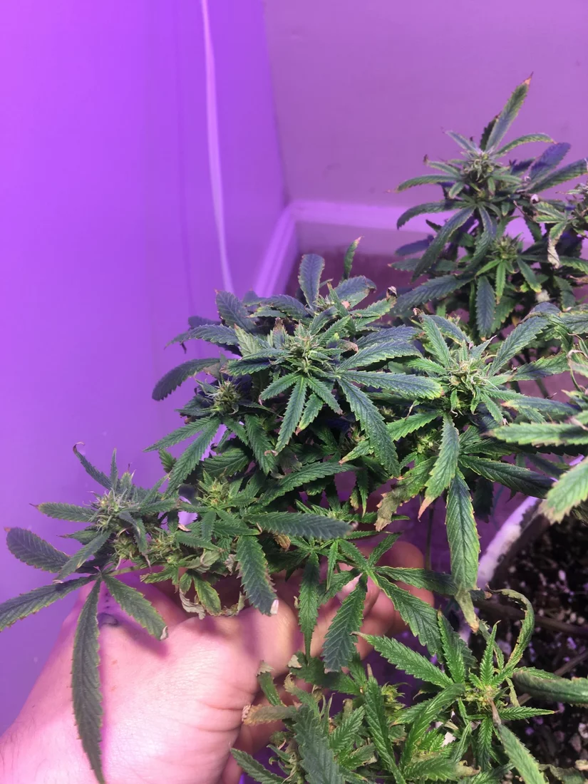 First grow need a little help 3