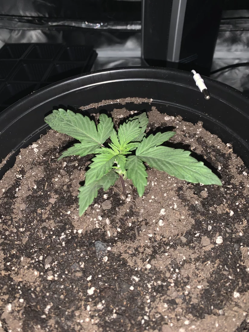 First grow need help