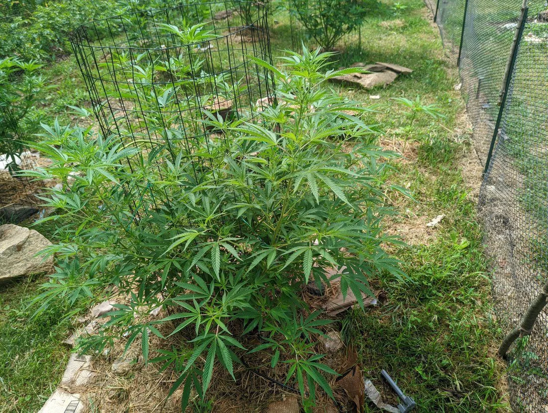 Growing Cannabis Outdoors: Getting Started