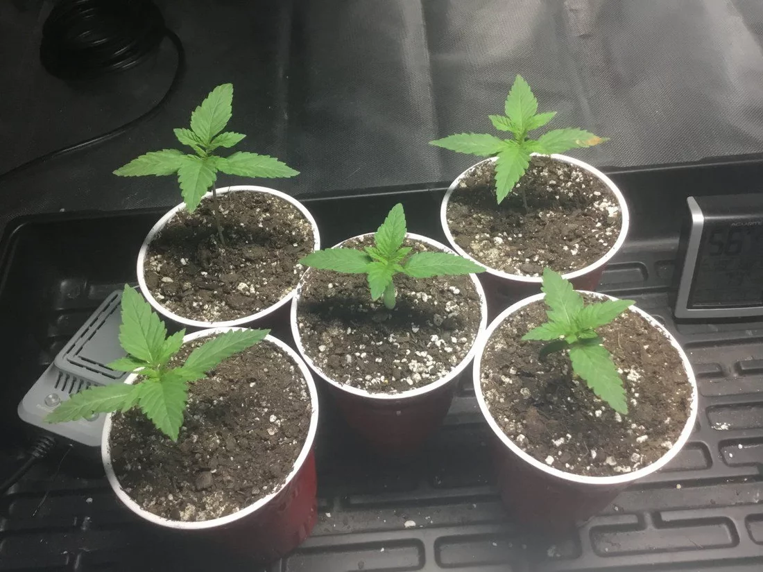 First grow please help