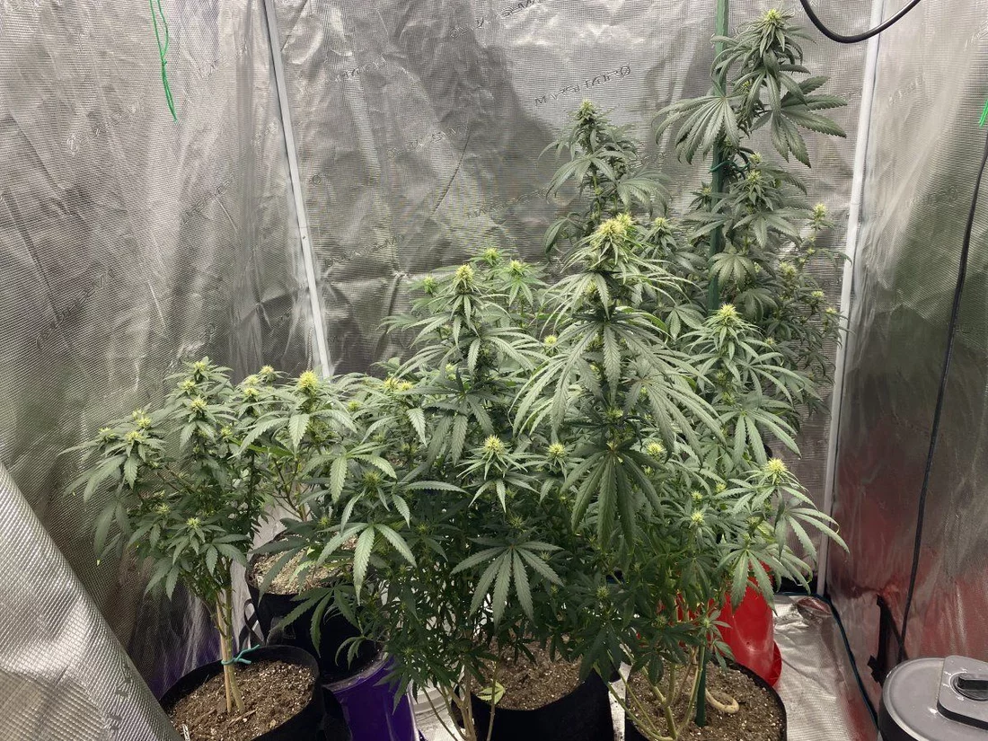 First grow update and feedback request