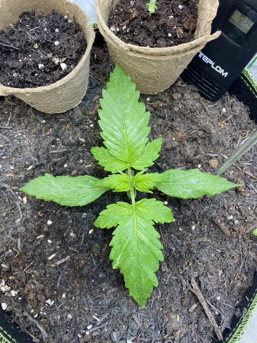 First grow week 2 need advise 2