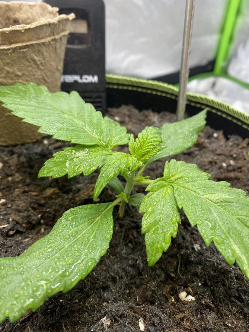 First grow week 2 need advise 4
