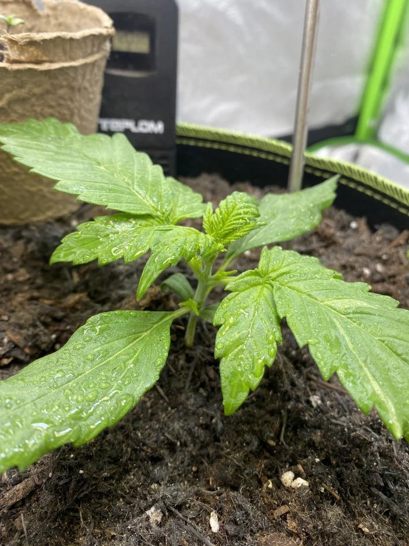 First grow week 2 need advise 5