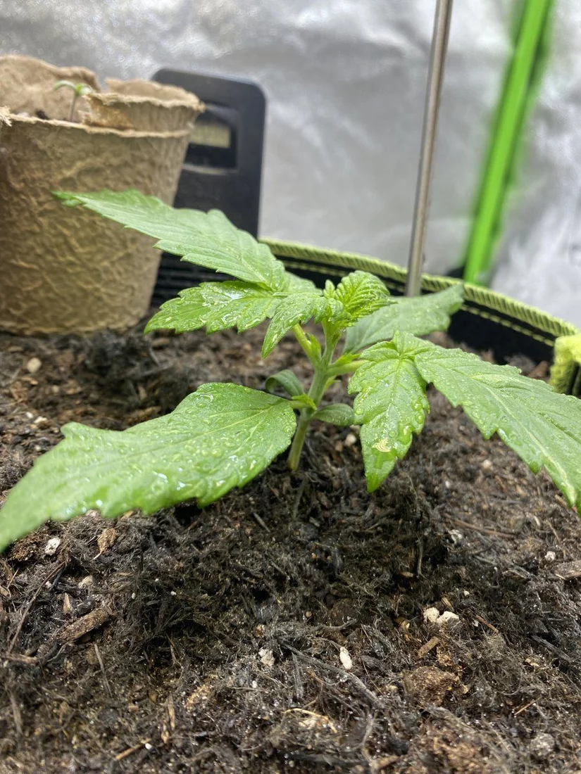 First grow week 2 need advise 6