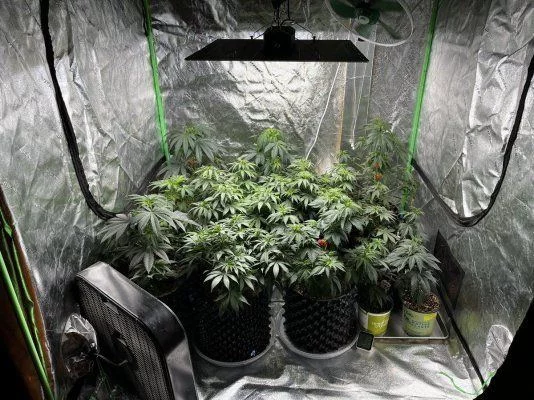 First indoor grow 4x4x6