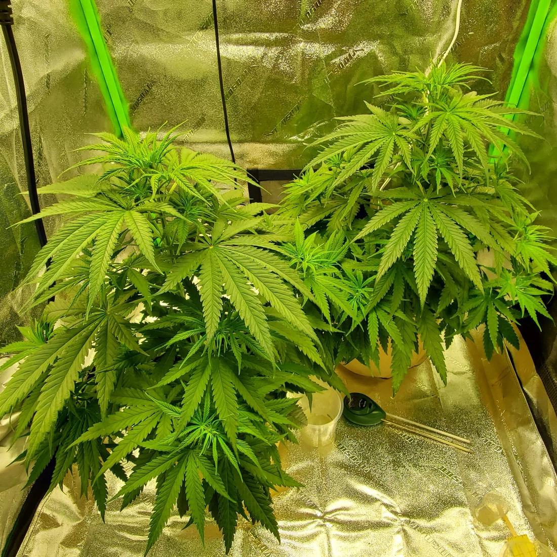 First indoor grow and feeling good 3