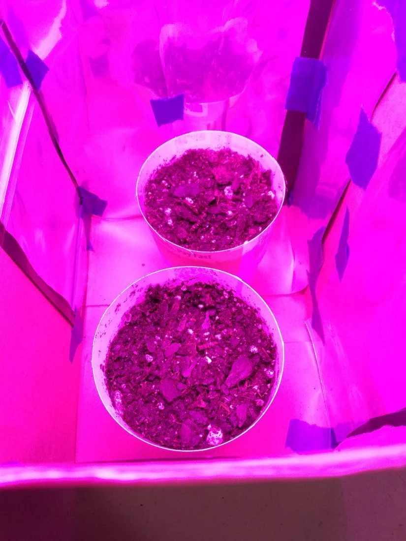 First indoor grow from seed grow diary 6